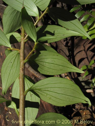 没断定的植物 sp. #2360的照片